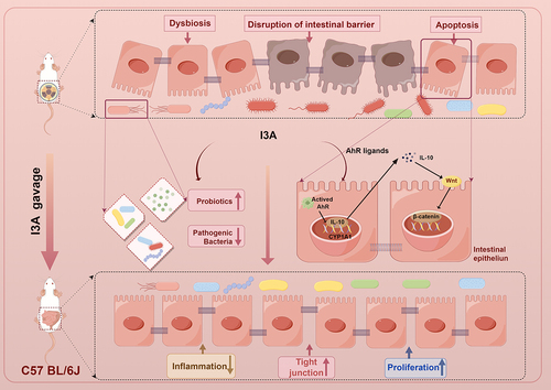 Figure 8. Gut microbiota – derived I3A protects the intestine against radiation injury. Exposure to ionizing radiation results in an imbalance of the intestinal flora, impairment of the integrity of the intestinal barrier, and induction of inflammation. However, the administration of I3A has been found to enhance the relative abundance of probiotics while reducing the abundance of pathogenic bacteria. Consequently, this intervention partially restored the diversity of the gut microbiota and its dysbiosis and facilitated the maintenance of a tightly interconnected intestinal barrier. Simultaneously, I3A stimulated intestinal epithelial cells to secrete IL-10 via AhR activation and then IL-10 activated Wnt3/β-catenin signaling to accelerate intestinal epithelial proliferation regeneration and thus maintain the epithelial barrier. This figure was drawn by Figdraw (www.figdraw.com).