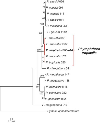 Fig. 4 (Colour online) Phylogenetic analysis of Phytophthora species, comparing the concatenated molecular markers ITS/coxII/TEF-1a/beta tubulin with maximum likelihood using the model GTR+I+G. The bar represents the differences among the sequences. The sequences were gathered from the Phytophthora database (http://www.phytophthoradb.org/)