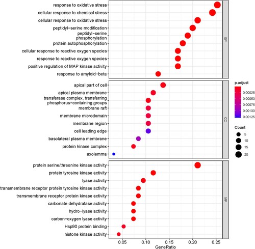 Figure 3. GO enrichment analysis. BP diagram, CC diagram, and MF diagram. BP, CC, and MF column colours indicate enrichment significance based on adjusted P-value.