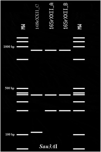 Fig. 2 Virtual Sau3AI profile obtained from the iPhyClassifier analysis of the R16F2n/R2 sequences from palms and 16SrXXII representatives. Lanes MW: Molecular weight marker (NEB 100 bp DNA Ladder), Lane 1: R. vinifera (GenBank accession number, AC: KY711302), representing the same profile for B. aethiopium (AC: KY711392), E. guineensis (AC: KY711391) and C. nucifera (AC: KY767914), Lane 2: LYM phytoplasma (AC: KP938848, 16SrXXII-A); Lane 3: CILY phytoplasma (AC: KC999037, 16SrXXII-B).