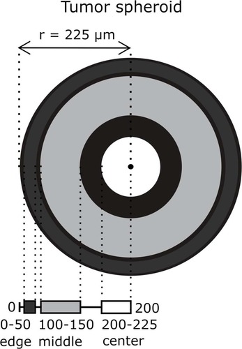 Figure 3 A schematic representing spheroid division into edge (0–50 µM from the spheroid edge), middle (100–150 µM) and center (200–225 µM) zones. The mean spheroid radius was 225 µM.