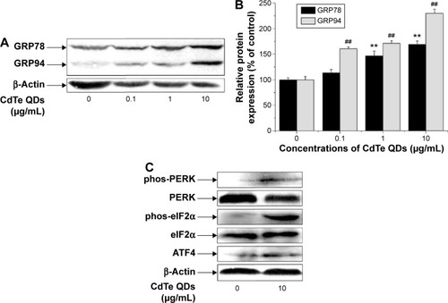 Figure 5 CdTe QDs induces ER stress in HUVECs.Notes: After QDs treatment, the Western blot analysis of (A) GRP78/94 and (C) the total PERK or eIF2α and phos-PERK or phos-eIF2α, as well as the ATF4 levels. β-Actin was used as loading control. Densitometric analysis data in (B) were represented as mean ± SD of three determinations. **P<0.01 compared with the GRP78 levels in untreated control HUVECs at 24 hours; ##P<0.01 compared to the GRP94 levels in untreated control HUVECs at 24 hours.Abbreviations: CdTe QDs, cadmium telluride quantum dots; ER, endoplasmic reticulum; HUVECs, human umbilical vein endothelial cells; QDs, quantum dots; PERK, protein kinase RNA-like ER kinase; eIF2α, α-subunit of eukaryotic translation initiation factor 2; phos-PERK, phosphorylated PERK; phos-eIF2α, phosphorylated eIF2α; ATF4, activating transcription factor 4; SD, standard deviation.