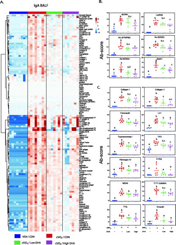 Figure 11. cSiO2-induced IgA AAb responses in BALF at 13 weeks PI are suppressed by DHA supplementation. (A) Heat maps with unsupervised clustering (Euclidian distance method) of 122 AAbs depict Ab-score values for IgA expression in BALF. Top key indicates the VEH/CON, cSiO2/CON, cSiO2/Low DHA, and cSiO2/High DHA experimental groups, respectively. Scale bar values reflect the range of variance-stabilized Ab scores, which were centred across rows. DHA intake suppressed cSiO2-induced IgA AAb responses against (B) selected lupus-related AAgs, and (C) AAgs associated with other autoimmune diseases. Data are Σ Ab-score or specific Ab-scores ± SEM. Different superscript letters on bar graph indicate significant difference (p ≤ .05) compared with the other treatment groups as assessed by one-way ANOVA followed by Tukey's HSD method as a multiple comparison test.