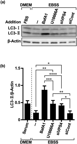 Figure 5. Repeated treatment with U18666A and AD in HeLa and MCF-7 cells promotes MA dependence. (a) Western blot images of HeLa cells treated three times with U18666A and AD and a fourth treatment with each inhibitor [BafA1 (50 nM), U18666A (5 μg/mL), siVPS4 (50 nM), and siCont (50 nM)] and AD. Cells were pretreated with BafA1 and U18666A for 3 and 1 h, respectively, washed, and exposed to EBSS for 5 h. Non-AD conditions were established using DMEM with 10% serum. (b) Quantification of LC3-II degradation and accumulation. Results are expressed as the mean ± SD of four independent experiments. *p < .05, **p < .01, ***p < .001 (two-way ANOVA with Tukey’s multiple comparisons test). AD, amino acid deprivation; BafA1, bafilomycin A1; EBSS, Earle’s balanced salt solution.