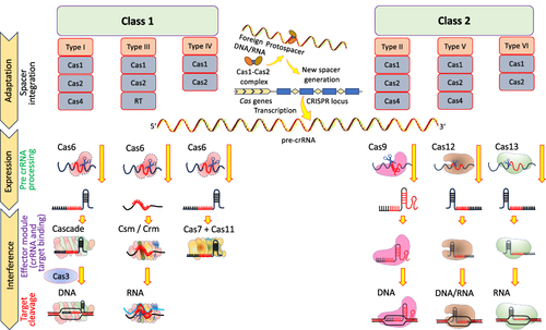 Figure 3 CRISPR/Cas system classification and functions in bacteria. Based on the generic organization, Cas effectors are classified and functional modules of CRISPR/Cas system are shown.