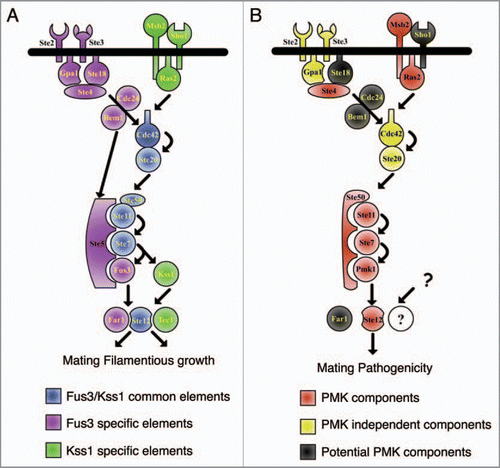 Figure 1 Schematic view of the Fus3/Kss1 MAPK cascade in S. cerevisiae (A) and of the orthologous Pathogenicity MAPK cascade in plant pathogenic fungi (B).