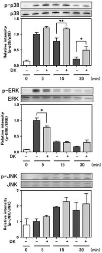 Fig. 5. Effect of DK on MAPKs phosphorylation in MC3T3-E1 cells.