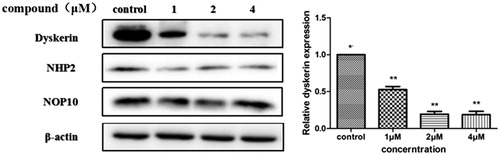 Figure 7. Determine the translation of dyskerin-NHP2-NOP10 by western blot. SGC-7901 cells were treated with compound 5i of 1 μM, 2 μM and 4 μM for 48 h, respectively. Significant difference between each concentration of compound 5i and the control were shown as p < 0.05 (*) and p < 0.01 (**).