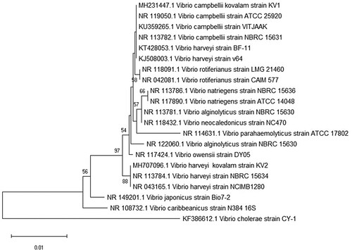 Figure 5. Phylogenetic tree of isolated strains and other reference Vibrio strains based on concatenated sequences of 16S rRNA. The phylogenetic tree was constructed based on sequences of 16S rRNA gene using Neighbour-joining (NJ) analysis of MEGA 7 software. Vibrio cholerae was used as an outgroup. Bootstrap analysis with 1000 trials was used to provide conﬁdence estimates for the phylogenetic tree topologies. The scale bar represents 0.01 substitutions per nucleotide site.