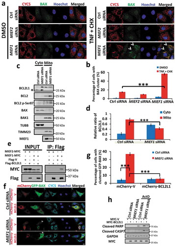 Figure 4. BAX translocation induced by MIEF1 loss is mediated by BCL2L1 retranslocation. (a) HeLa cells were transfected with siRNA as indicated for 48 h. Then cells were treated with 20 ng/ml TNF plus 3 μg/ml CHX for further 16 h. Cells were hereafter fixed and immunostained for CYCS (red) and endogenous BAX (green). Hoechst, blue. Scale bar: 10 µm. Arrowheads indicate cells with BAX translocation on mitochondria. (b) The translocation of endogenous BAX was quantified from 3 independent experiments as in (a). Error bars represent SD. ***P < 0.001. n > 150 cells for each group from 3 independent experiments. (c) Cells were transfected with control or MIEF1 siRNA for 72 h. Cytosolic and mitochondrial fractions were extracted and BCL2 family members were detected by immunoblotting. Asterisk indicates a non-specific band. (d) The quantification of BCL2L1 in (c) is shown. BCL2L1 was normalized to TUBB (cytosol) or TIMM23 (mitochondria). Cytosolic or mitochondrial BCL2L1 was expressed as a percentage of total BCL2L1. Data are means ± SD (n = 3). ***P < 0.001. (e) HeLa cells were co-transfected with the indicated plasmids. After 24 h, cells were extracted and co-immunoprecipitated with anti-Flag beads followed by immunoblotting with anti-MYC and anti-Flag antibodies respectively. (f) HeLa cells were transfected with control or MIEF1 siRNA for 24 h. Cells were then transfected with mCherry-tagged vector or BCL2L1 (red) plus GFP-BAX (green) for further 24 h. Cells were fixed and immunostained with anti-CYCS antibody (cyan). Hoechst, blue. Scale bar: 10 µm. (g) Scoring of the GFP-BAX translocation onto mitochondria as in (f). Bar represents mean ± SD. ***P < 0.001. n > 100 cells for each group from 3 independent experiments. (h) HeLa cells were transfected with control or MIEF1 siRNA for 24 h before transfection with MYC-tagged vector or BCL2L1 for further 24 h. Hereafter, cells were treated with DMSO or 0.3 µM actinomycin D for 16 h. Lysates were analyzed by SDS-PAGE and immunoblotting.