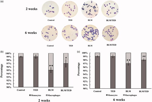 Figure 2. Images of cells in BALF and the percentages of monocytes and macrophages in the monocyte-macrophage system from different groups of mice at different time points. A shows the images of BALF cells from different groups of mice by 2 and 6 weeks treated with Giemsa staining (10 × 100). C: Cell counts; M: Macrophages; N: neutrophils; L: lymphocytes. B and C show the percentages of monocytes and macrophages by 2 and 6 weeks, respectively. Data presented are mean ± SEM of 10 mice per group. **p < 0.01 vs Control. #p < 0.05 and ##p < 0.01 vs BLM.