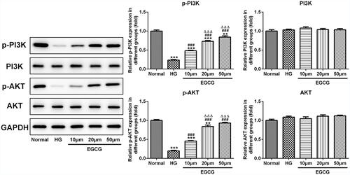 Figure 5 EGCG activates the PI3K/AKT pathway in hyperglycemia-induced vascular endothelial cells. The expression of P-PI3K, P-AKT, PI3K and AKT in HG-treated HUVECs affected by EGCG was detected by Western blot analysis. **P<0.01 and ***P<0.001 vs Normal group. ###P<0.001 vs HG group. ∆∆∆P<0.001 vs EGCG10μM group.