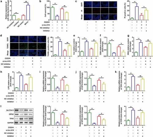 Figure 4. Down-regulation of miR-106b-5p reversed the effects of H19 knockdown on cell viability and ferroptosis of BMVECs
