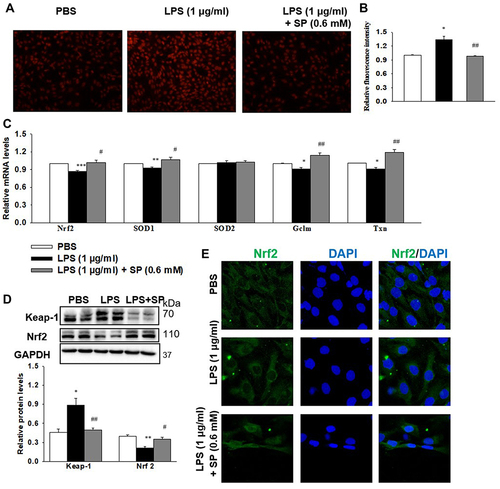 Figure 6 SP blocks LPS-induced oxidative stress in HPMECs. HPMECs were stimulated with LPS (1 μg/mL) for 2 h, followed by treated with SP (0.6 mM) for 24 h. (A) Intracellular ROS was determined using DHE staining. (B) Relative fluorescent intensity of DHE staining. (C) The mRNA levels of antioxidant genes. (D) Representative Western Blots and quantification of Keap-1 and Nrf2. (E) Representative images of immunofluorescence staining of Nrf2 (green). Nuclei were stained with DAPI (blue). *P<0.05 vs PBS; **P<0.01 vs PBS, ***P<0.001 vs PBS; #P<0.05 vs LPS; ##P<0.01 vs LPS. Values are mean±SE, n=3 per group.