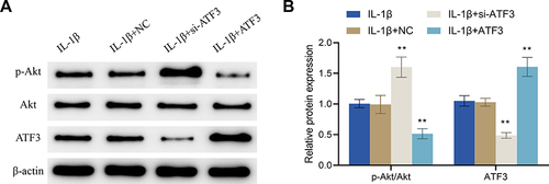 Figure 8 Up-regulation of ATF3 reverses the regulation of the ATF3-Akt axis by periodic mechanical stress in osteoarthritic chondrocytes. (A and B) Protein expression levels of p-Akt, ATF3 and Akt in osteoarthritic chondrocytes were detected by Western blot. Error bars are mean ± s.d. **P < 0.01 vs IL-1β + NC group.