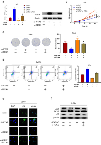 Figure 5. FLNA is involved in WTAP-mediated colon cancer progression as a tumor suppressor. a: qRT-PCR and western blot were used to detect the expression of FLNA in LoVo cells of each group; b: CCK-8 was used to detect cell viability in each group; c: Colony formation assay was used to detect cell proliferation in each group; d: Flow cytometry was used to detect cell apoptosis in each group; e: Immunofluorescence was used to detect LC3 aggregation in each group; f: Western blot was used to detect the expression of autophagy-related proteins (LC3 I, LC3 II, p62) in each group; the specific experimental groups were: control group (si-NC+si-NC), si-WTAP group (si-WTAP+si-NC), si-FLNA group (si-NC+si-FLNA), and si-WTAP+si-FLNA group; * VS si-NC+si-NC group, # VS si-WTAP+si-NC group. */ # indicates P < 0.05.