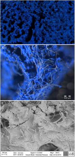 Figure 12. Macro image of the sponge in the Museum of Modern Art after cleaning. (A) Magnified image after cleaning. (B) SEM back-scattered electron image of the surface after cleaning.