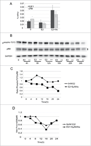 Figure 6. E2F1 and pRB heterodimerize at the E2F1 promoter in association with a decrease in pRB phosphorylation. (A) ChIP analysis of pRB and E2F1 bound to the E2F1 promoter after 16h treatment of cells with 5nME2 ± 5 µM iAs expressed as % InPut E2F1. Representative experiment, repeated twice, Error Bars = SEM from qRT-PCR triplicate analysis. (B) Western blot analysis of pRB and phosphor-T373 pRB across the cell cycle in cells treated with 5nM E2 ± 5 µM iAs. GAPDH is a loading control. Dots to the left indicate mobility changes in pRB. (C) Quantification of western blot shown in (B) with phosphor-T373 in each lane normalized to the amount of pRB expressed in the corresponding lane (ratio T373/pRB). Blot was hybridized with antibody to pRB, stripped and re-hybridized with antibody to T373. GAPDH is a loading control. (D) Quantification of western blot (not shown) incubated with antibody to phosphor-S608-pRB normalized to the amount of pRB expressed in the corresponding lane as in (B)(ratio S608/pRB). Blot was hybridized to antibody to pRB, stripped and re-hybridized with antibody to S608-pRB. GAPDH is a loading control. Both (C) and (D) experiments were repeated 3 times.