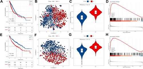 Figure 1 Construction and validation of two molecular subtypes. (A) Kaplan-Meier survival curve between C1 and C2 subtypes in the TCGA-NSCLC dataset. Log rank test was conducted. (B) T-SNE analysis for describing the distribution of samples with two subtypes in the TCGA-NSCLC dataset. (C) Comparison of enrichment of hypoxia pathway between C1 and C2 subtypes in the TCGA-NSCLC dataset. Wilcoxon test was performed. (D) The enrichment score of hypoxia pathway ranking for samples in the TCGA-NSCLC dataset. (E) Kaplan-Meier survival curve between C1 and C2 subtypes in GSE cohorts. Log rank test was conducted. (F) T-SNE analysis for describing the distribution of samples with two subtypes in GSE cohorts. (G) Comparison of enrichment of hypoxia pathway between C1 and C2 subtypes in GSE cohorts. Wilcoxon test was performed. (H) The enrichment score of hypoxia pathway ranking for samples in GSE cohorts.