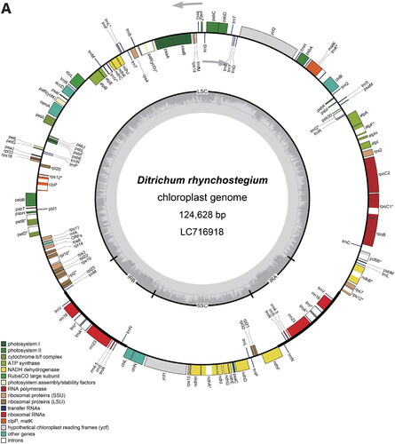 Figure 2. Circular maps of Ditrichum rhynchostegium chloroplast (A) and mitochondrial (B) genomes. In the chloroplast genome, the small single-copy (SSC) and large single-copy (LSC) regions are separated by inverted repeats (IRs, IRA, and IRB). Genes inside the map are transcribed clockwise, and genes outside are transcribed counterclockwise. Genes with related functions are shown in the same color. Asterisks denote genes containing introns.