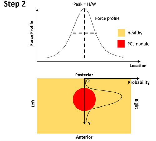 Figure A2. Step 2 – constructing the probability of PCa existence along the anterior-posterior axis, using O as the origin.