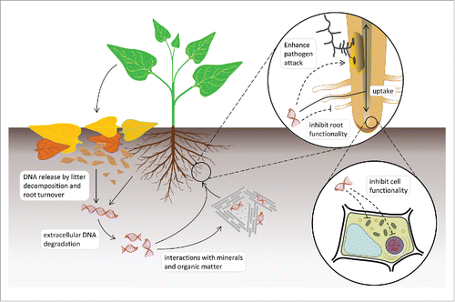 Figure 1. Schematic representation of self-DNA soil dynamics and interactions with plant functionality.