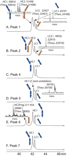 Figure 5. Subunit analysis data for Bis-B from the 2D LC-MS experiment for (A) peak 1, (B) peak 2, (C) peak 4, (D) peak 5, (E) peak 6, and (F) peak 7 from the HIC method (Figure 3C, final method). Detailed mass data for each peak are provided in Supplemental Table S2.