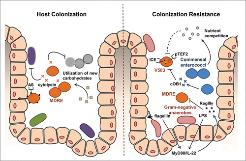 Figure 1. The convergence of acquired traits that can facilitate host colonization by VRE and mechanisms limiting it. Left panel. Several traits have evolved in drug-resistant enterococcal lineages that may work cooperatively to enhance the gastrointestinal colonization and persistence. Cytolysin, a bipartite bacteriocin, has broad spectrum activity against Gram-positive bacteria that likely eliminates commensals in the local environment to reduce competition.Citation35 The surface protein aggregation substance (AS) can promote adherence and invasion of intestinal epithelial cells which promote intestinal persistence.Citation1 Additional carbohydrate uptake and metabolism functions associated with the enterococcal pathogenicity island may allow for more efficient exploitation of available carbohydrate resulting from depletion of normal gut flora.Citation36 Right Panel. Gram-negative anaerobic commensals provide generalized resistance against VRE through the surface factors lipopolysaccharide (LPS) and flagellin activate MyD88 and IL-22 signaling pathways to stimulate host production of the defensin RegIIIγ, which has broad activity against Gram-positives.Citation37 Commensal enterococci may also exert more specific resistance against VRE colonization by competing for shared nutrients.Citation21 In some cases, the accumulation of mobile genetic elements, like the conjugative plasmid pTEF2 and an integrated chromosomal element (ICE), can make VRE incompatible with commensal strains that produce otherwise harmless peptide pheromones.Citation21