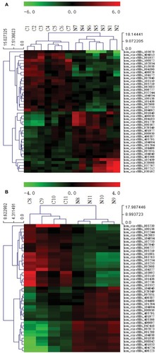 Figure 1 Heat map showing the expression profiles of circRNAs in ESCC (A) and BC (B).Notes: The expression values are represented by the color scale. The intensity increases from green (relatively lower expression) to red (relatively higher expression). Each column represents one tissue sample, and each row represents a single circRNA. C1–C7 represent seven ESCC specimens collected from ESCC patients. N1–N7 represent paired adjacent normal-appearing tissues. C8–C11 represent four BC specimens collected from BC patients. N8–N11 represent paired adjacent normal-appearing tissues.Abbreviations: ESCC, esophageal squamous cell cancer; BC, breast cancer.