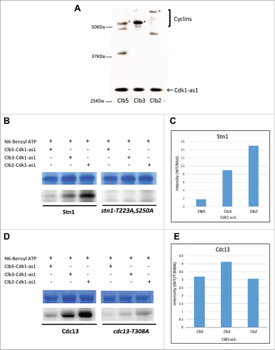 Figure 5. Clb2 facilitates the phosphorylation of Stn1 in vitro while Cdc13 phosphorylation lacks significant specificity for any particular Cyclin-Cdk1 complex in vitro. (A) TAP-tagged Cyclins were purified in yeast strains harboring Cdk1-as1 allele. The silver stained gel shows the different Cyclin-Cdk1-as1 complexes purified through TAP-tag purification. *, Clb5/Clb3/Clb2. (B) In vitro Kinase assay analyzing the differential phosphorylation efficiency of Stn1(M) by different Cyclin-Cdk1-as1 complexes. The top panel shows the coomassie blue stained input, purified 6xHis tagged recombinant Stn1(M), WT and stn1-T223A, S250A. The bottom panel shows the corresponding autoradiograph from the kinase assay. (C) Quantification of the corresponding phosphorylation efficiency (WT/mutant) obtained from the autoradiograph over input in ‘B’ shows that Clb2-Cdk1-as1 phosphorylates Stn1(M) with greatest efficiency followed by Clb3-Cdk1-as1 and finally Clb5-Cdk1-as1. (D) In vitro Kinase assay analyzing the differential phosphorylation efficiency of Cdc13 by different Cyclin-Cdk1-as1 complexes. The top panel shows the coomassie blue stained input, purified 6xHis tagged recombinant Cdc13, WT and mutant (T308A). The bottom panel shows the corresponding autoradiograph for the kinase assay. (E) Quantification of the corresponding phosphorylation efficiency (WT/mutant) obtained from the autoradiograph over input in (D) shows no significant specificity of any particular Cdk1-cyclin for phosphorylation of Cdc13 in vitro.