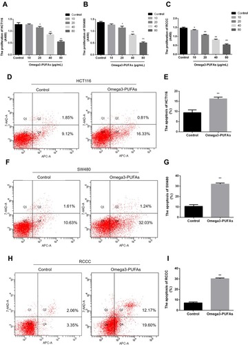 Figure 3 Omega-3PUFA inhibits CRC cell proliferation and induces CRC cell apoptosis. (A, B, C) HCT116, SW480 or RCCC cells were treated with Omega-3PUFA (10, 20, 40 and 80 µg/mL) for 24h. The effect of Omega-3 PUFA on HCT116 (A), SW480 (B) and RCCC (C) cell proliferation was observed by CCK8 analysis. (D, F, H) Cells were treated with Omega-3PUFA (40 µg/mL) for 24 h. The cells were stained with Annexin V-APC and 7-AAD. The apoptosis rate of the HCT116 (D), SW480 (F) and RCCC (H) cells was measured by flow cytometry. (E, G, I) Statistical analysis of apoptosis detection in HCT116 (E), SW480 (G) and RCCC (I) cells. Unpaired 2-tailed t test. *P < 0.05, **P < 0.01. Bar graphs represent the mean ± SEM for A, B, C, E, G and I.