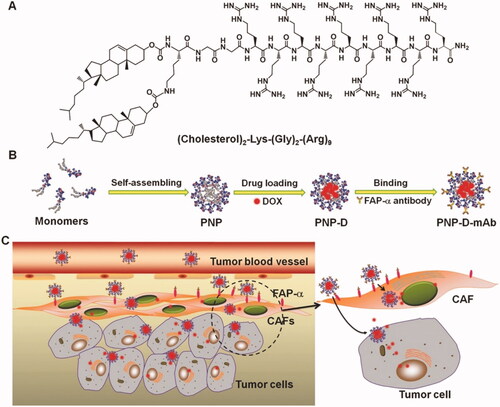 Figure 2. The design and the possible mechanism of PNP-D-mAb. (A) The structure of the cholesterol-modified CPP. (B) Schematic illustration of the nanoparticle formation process including peptide assembling, drug loading, and mAb modification. (C) The proposed mechanism of PNP-D-mAb in CAFs targeting and drug penetration. Figure reproduced from reference Ji et al. (Citation2015).