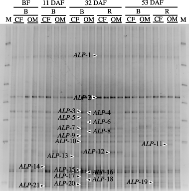 Figure 4  Alkaline phosphatase gene denaturing gradient gel electrophoresis profiles of the bacterial communities using polymerase chain reaction from bulk soil (B) and rhizosphere soil (R) in the chemical fertilizer plot (CF) and organic matter plot (OM). BF, before fertilization; DAF, days after fertilization. Lines are duplicated. M, DGGE Marker II (Nippon Gene, Tokyo, Japan).