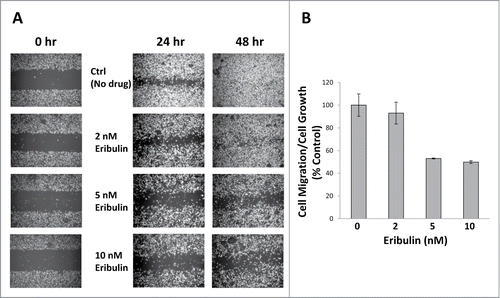 Figure 4. Eribulin inhibits cell migration. (A) Wound healing assays were performed using approximately 90% confluent MDA-MB-231 cells treated with 2, 5 and 10 nM eribulin. Four× phase contrast images were taken 24 hr and 48 hr after drug treatment. The open space areas were measured using ImageJ. (B) Cell migration after 24 hr eribulin treatment was normalized to cell growth, n = 2.