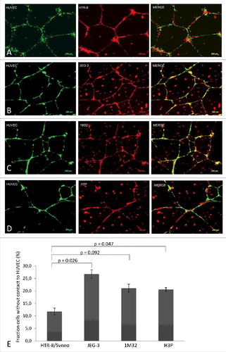 Figure 2. Fluorescence images and co-localisation analyses of different trophoblast cell lines with HUVEC networks in Matrigel®. Pre-established 24 h culture HUVEC cell networks (labelled with CellTrackerTM Green CMFDA Dye, InvitrogenTM, single label depicted on left column of picture panel) were co-incubated with four trophoblast cell lines (all labelled with MitoTracker® Deep RedFM, InvitrogenTM, single labels captured in center column): HTR-8 (panel A), JEG-3 (B), 1M32 (C), or H3P (D) for 24 h. Co-localization of HUVEC (green) and trophoblast cells (red) is illustrated in the right column of image panel. Images were captured with a 10x objective of epifluorescence microscope (AxioObserver Z1, Zeiss, Jena, Germany) and analysed using Axiovision software (AxioVs40 V 4.8.2.0, Carl Zeiss MicroImaging GmbH, Jena, Germany). Panel E illustrates quantitative differences in co-localisation of the four different trophoblast cell lines with HUVEC cells as analysed with Wimasis Analysis Software®. Percentages of trophoblast cells without contact to HUVEC cells as total of captured cells in the captured culture image are depicted in graph bars with standard deviation. Results represent the average of three independent experiments with three replicate cultures. Statistical analyses with student's t test using Excel (Microsoft). A p-value < 0.05 was considered statistically significant.