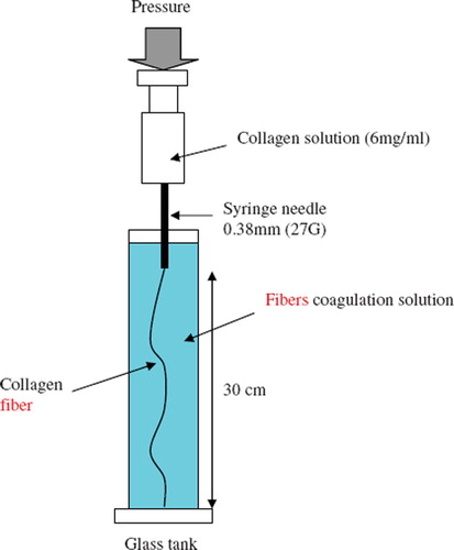 Figure 1. Fabrication scheme of Type I collagen fibers by gravity filament forming process.