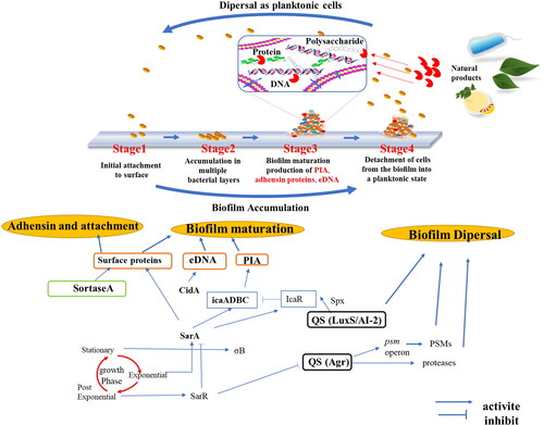 Figure 2. Scheme of the network pathways governing biofilm formation and disruption in S. aureus. PIA, Polysaccharide intercellular adhesin; eDNA, Extracellular DNA; QS, Quorum sensing; LuxS, S-ribosylhomocysteine lyase; AI-2, Interspecies autoinducer; Agr, Accessory gene regulator protein locus; Spx, Global transcriptional regulator Spx; IcaR, Biofilm operon icaADBC HTH-type negative transcriptional regulator; SarA, Transcriptional regulator; SarR, HTH-type transcriptional regulator; σB, RNA polymerase sigma factor; PSMs, phenol-soluble modulins; CidA, Holin-like protein.