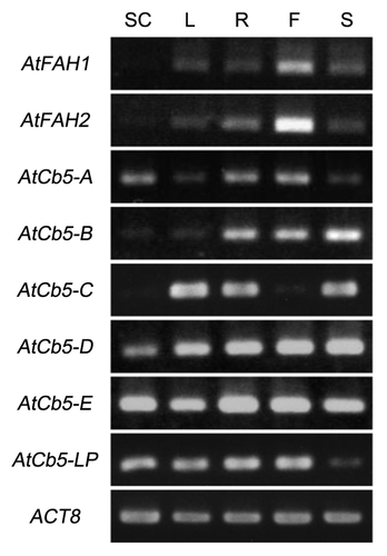 Figure 4. Expression analysis in Arabidopsis tissues and suspension cells. RT-PCR analysis of AtFAH1, AtFAH2, AtCb5-A, AtCb5-B, AtCb5-C, AtCb5-D,AtCb5-E, AtCb5-LP and Actin 8 (ACT8) expression in Arabidopsis suspension cells (SC), leaves (L), roots (R), flowers (F) and stems (S).