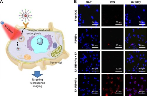 Figure 5 Cellular uptake of the study compounds.Notes: (A) Schematic representation of cellular uptake. (B) Fluorescence images of U87 cellular uptake of free ICG, RIPNPs, FA-RIPNPs with FA blocking and FA-RIPNPs after 4 h of incubation.Abbreviations: NIR, near-infrared; RSV, resveratrol; ICG, indocyanine green; FA, folic acid; PLGA, poly(d,l-lactide-co-glycolide); NPs, nanoparticles; FA-RIPNPs, FA-RSV/ICG-PLGA-lipid NPs; DAPI, 4′,6-diamidino-2-phenylindole.