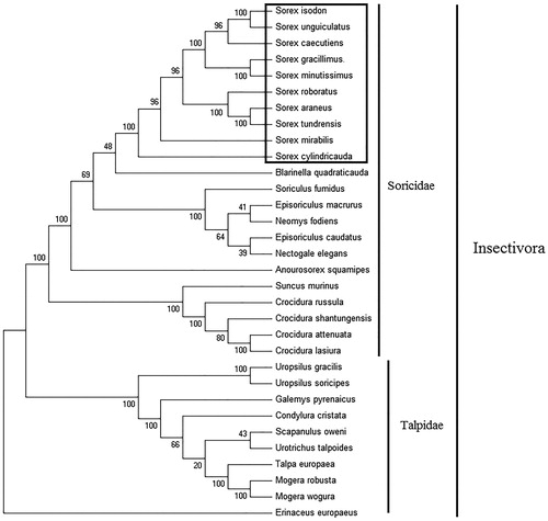Figure 1. Phylogenetic tree generated using the Maximum Parsimony method based on complete mitochondrial genomes. Crocidura lasiura (KR007669), Crocidura shantungensis (JX968507), Crocidura attenuata (KP120863), Crocidura russula (AY769264), Episoriculus macrurus (KU246040), Episoriculus caudatus (KM503097), Neomys fodiens (KM092492), Nectogale elegans (KC503902), Anourosorex squamipes (KJ545899), Blarinella quadraticauda (KJ131179), Suncus murinus (KJ920198), Soriculus fumidus (AF348081), Sorex araneus (KT210896), Sorex cylindricauda (KF696672), Sorex unguiculatus (AB061527), Sorex tundrensis (KM067275), Sorex caecutiens (MF374796), Sorex roboratus (KY930906), Sorex isodon (MG983792), Sorex gracillimus (MF426913), Sorex mirabilis (MF438265), Sorex minutissimus (MH823669), Talpa europaea (Y19192), Urotrichus talpoides (AB099483), Uropsilus soricipes (JQ658979), Uropsilus gracilis (KM379136), Mogera wogura (AB099482), Mogera robusta (KT934322), Condylura cristata (KU144678), Galemys pyrenaicus (AY833419), Scapanulus oweni (KM506754) and Erinaceus europaeus (NC002080).