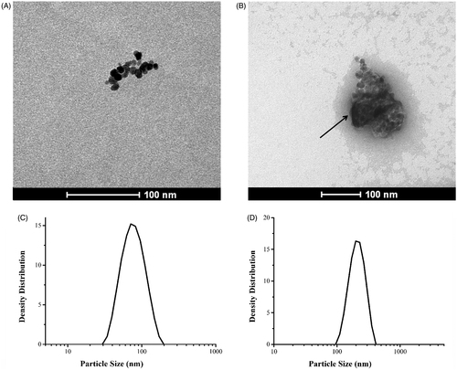 Figure 1. TEM image of (A) fluidMAG-CMX particles; (B) fluidMAG-CMX with positive staining by uranyl acetate. Particle size distribution by DLS of (C) fluidMAG-CMX; (D) CMX–DOX.