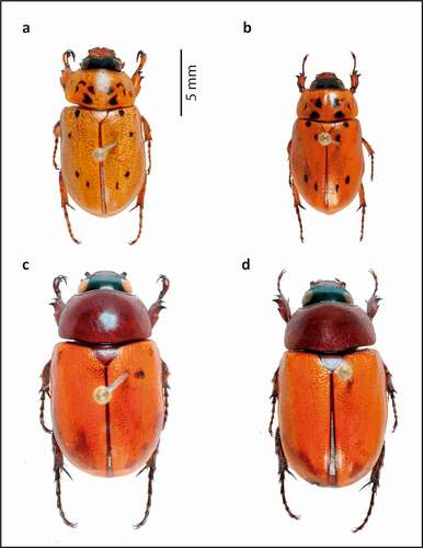 Figure 7. Pollinators of Annona crassiflora in a Cerrado area in the municipality of Chapada dos Guimarães, MT. (a) Dorsal habitus of Cyclocephala octopunctata (male). (b) Dorsal habitus of Cyclocephala octopunctata (female). (c) Dorsal habitus of Cyclocephala celata (male). (d) Dorsal habitus of Cyclocephala celata (female).