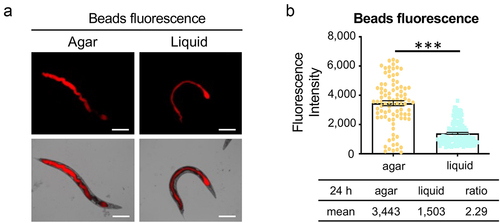 Figure 3. A liquid environment inhibits worm feeding. (a) Young adult worms were fed with fluorescent beads. Worms from agar and liquid media were imaged after 24 hours of incubation. Images show fluorescent beads in the intestinal lumen. Scale bar 200 μm. (b) Quantification of the fluorescence intensity in (a). Three biological replicates were performed with 50 worms for each replicate. Error bars represent SEM. p values were determined from Student’s t-test. ***p < 0.001.