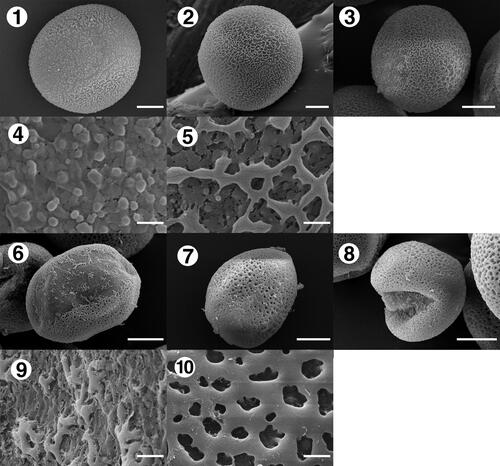 Plate 8. Pollen morphology of Disporopsis and Heteropolygonatum. 1–5: D. pernyi; 6–10: H. altelobatum. 1, 6: distal polar view; 2, 7: proximal polar view; 3, 8: equatorial view; 4, 9: sculpture of distal polar view; 5, 10: sculpture of proximal polar view. Scale bar: 1, 2, 3, 6, 7, 8 = 10 μm, others = 1 μm.