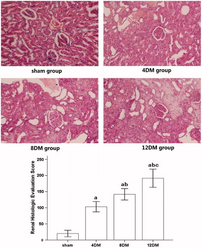 Figure 1. Renal histologic evaluation in the various treatment groups (HE ×200). Values (mean ± SD) were obtained for each group of 8 animals. ap < 0.05 compared to the values of normal rats (sham). bp, cp < 0.05 compared to the values of diabetic rats after 4 weeks and 8 weeks (4DM, 8DM), respectively.