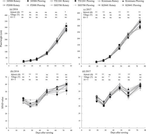 Figure 2. Changes in plant height and SPAD value of maize hybrids grown by two tillage methods.Notes: Bars represent standard error (n = 3). ** and *, significant difference at p < 0.01 and p < 0.05, respectively. ns: not significant (p < 0.05).Rotary: Rotary tilling.