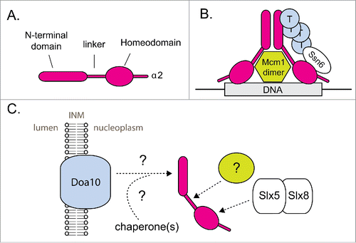 Figure 2. MATα2 degradation is linked to its functional status. (A) Schematic for the structural organization of α2. (B) Schematic showing α2 bound by its cofactors at its target DNA. Cofactor binding to α2 blocks its UPS-mediated degradation. Circles labeled “T” represent Tup1. For simplicity, this schematic shows only one subunit of the α2 dimer bound by cofactors. The exact organization and stoichiometry of the complex is unknown. (C) Schematic depicting α2 recognition by 2 distinct ubiquitylation pathways. INM = inner nuclear membrane. Hypothetical factors and steps in α2 recognition are marked with a (?) symbol. See text for further details.
