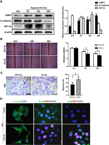 Figure 2 Hypoxia upregulates CtBP1 expression and induces epithelial-to-mesenchymal transition (EMT) in HepG2 cells. (A) Hypoxia (1% O2) upregulated CtBP1 protein expression and downregulated E-cadherin expression at 6, 12, and 24 hours in HepG2 cells. HIF-1α expression was upregulated at 6, 12, and 24 hours, while the increase in HIF-1α expression was decreased at 24 hours. (B) Wound scratch assays and (C) Transwell assays showed that hypoxia increased the mobility of HepG2 cells at 24 and/or 48 hours. (D) Immunostained α-tubulin shows that hypoxia induces a spindle-shaped morphology in HepG2 cells with downregulated E-cadherin expression and upregulated vimentin expression. *P < 0.05; **P < 0.01; ***P < 0.001. Compare with the control (Ctrl) in Figure 2A.
