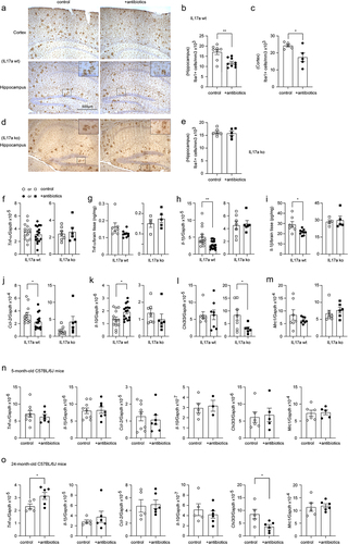 Figure 4. Depletion of gut bacteria reduces inflammatory activation in the brain of Il-17a-wildtype, but not Il17a-deficient APP-transgenic mice.