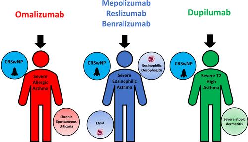 Figure 2 Biologic drugs in severe asthma and treatable traits potentially amenable to treatment by them.
